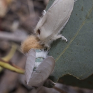 Trichiocercus sparshalli at Kaleen, ACT - 23 Dec 2019 10:28 AM