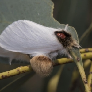 Trichiocercus sparshalli at Kaleen, ACT - 23 Dec 2019