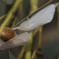 Trichiocercus sparshalli at Kaleen, ACT - 23 Dec 2019