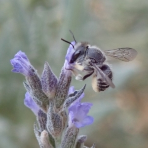 Pseudoanthidium (Immanthidium) repetitum at Spence, ACT - 21 Dec 2019 10:10 AM