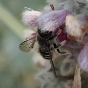 Pseudoanthidium (Immanthidium) repetitum at Spence, ACT - 21 Dec 2019 10:10 AM