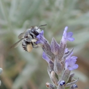 Pseudoanthidium (Immanthidium) repetitum at Spence, ACT - 21 Dec 2019 10:10 AM