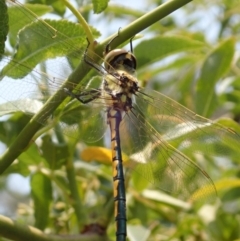 Hemicordulia tau (Tau Emerald) at Spence, ACT - 23 Dec 2019 by Laserchemisty