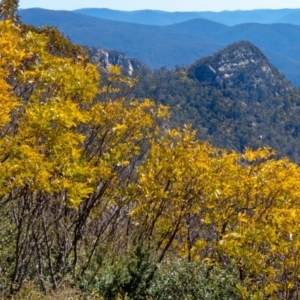 Acacia obliquinervia at Paddys River, ACT - 14 Sep 2019