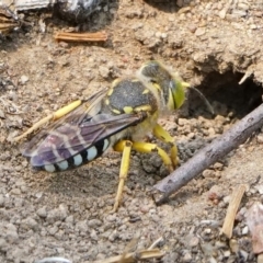 Bembix sp. (genus) (Unidentified Bembix sand wasp) at Page, ACT - 23 Dec 2019 by dimageau