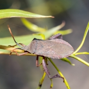 Amorbus sp. (genus) at Belconnen, ACT - 23 Dec 2019