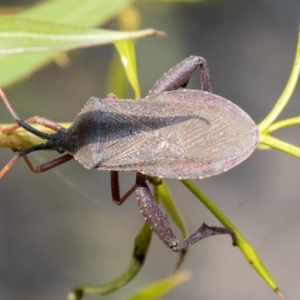 Amorbus sp. (genus) at Belconnen, ACT - 23 Dec 2019