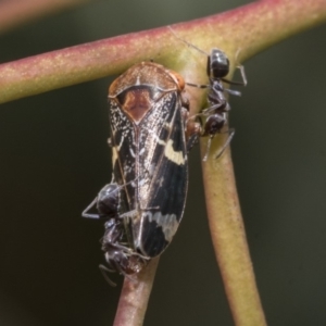 Eurymeloides punctata at Belconnen, ACT - 23 Dec 2019