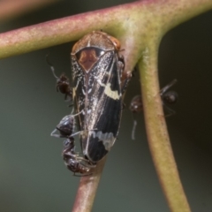 Eurymeloides punctata at Belconnen, ACT - 23 Dec 2019