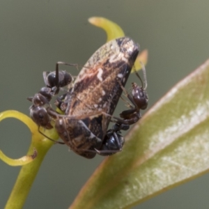 Eurymeloides punctata at Belconnen, ACT - 23 Dec 2019