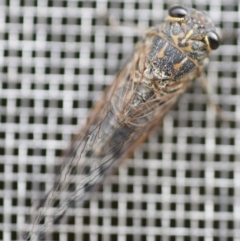 Galanga labeculata (Double-spotted cicada) at Evatt, ACT - 21 Dec 2019 by Thurstan