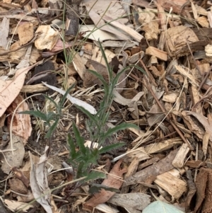 Convolvulus angustissimus subsp. angustissimus at Weston, ACT - 22 Dec 2019 12:25 PM