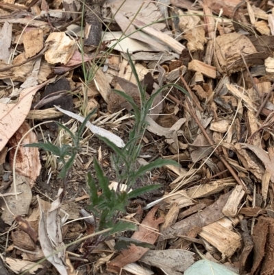 Convolvulus angustissimus subsp. angustissimus (Australian Bindweed) at Fowles St. Woodland, Weston - 22 Dec 2019 by AliceH