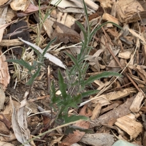 Convolvulus angustissimus subsp. angustissimus at Weston, ACT - 22 Dec 2019