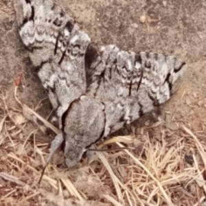 Psilogramma casuarinae at Kambah, ACT - 22 Dec 2019