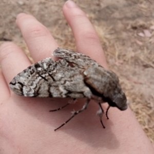 Psilogramma casuarinae at Kambah, ACT - 22 Dec 2019