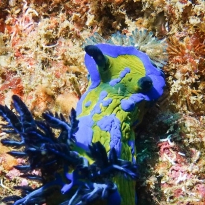 Tambja verconis (Vercos nudibranch) at Tathra, NSW - 13 Dec 2019 by Luka