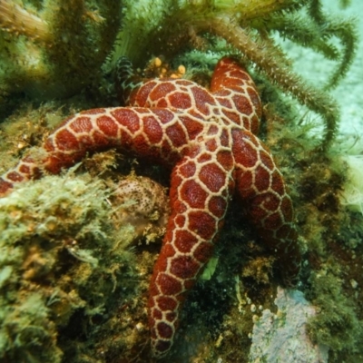 Plectaster decanus (Seastar) at Merimbula, NSW - 12 Dec 2019 by Luka