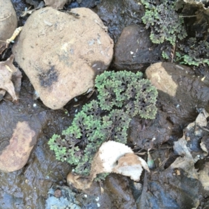 Azolla filiculoides at Numeralla, NSW - 22 Dec 2019