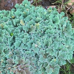 Azolla filiculoides at Numeralla, NSW - 22 Dec 2019