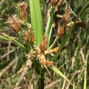 Bolboschoenus fluviatilis at Numeralla, NSW - 22 Dec 2019 02:53 PM