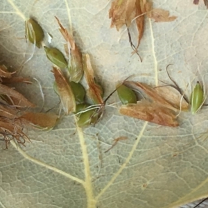 Bolboschoenus fluviatilis at Numeralla, NSW - 22 Dec 2019 02:53 PM