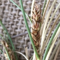 Carex bichenoviana at Numeralla, NSW - 22 Dec 2019 02:12 PM