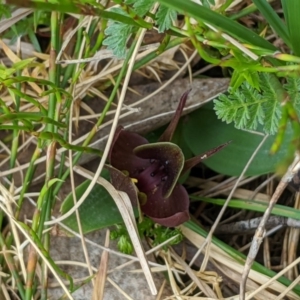 Chiloglottis valida at Cotter River, ACT - suppressed