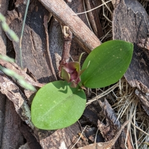 Chiloglottis valida at Cotter River, ACT - suppressed