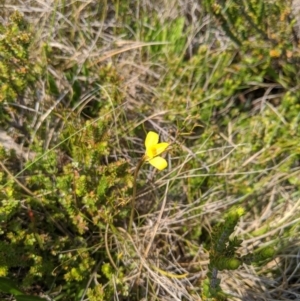 Diuris monticola at Cotter River, ACT - 23 Dec 2019