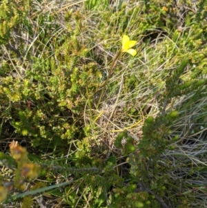 Diuris monticola at Cotter River, ACT - 23 Dec 2019