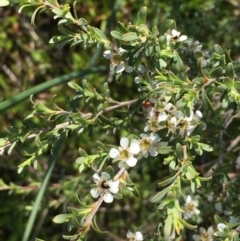 Leptospermum obovatum at Numeralla, NSW - 22 Dec 2019 03:39 PM