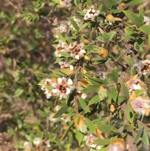 Leptospermum grandifolium at Numeralla, NSW - 22 Dec 2019 01:50 PM