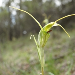 Diplodium laxum at Hackett, ACT - suppressed