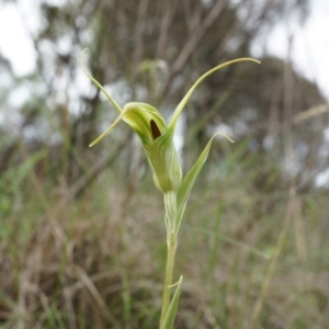 Diplodium laxum at Hackett, ACT - suppressed