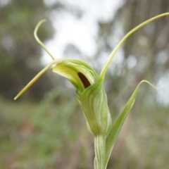 Diplodium laxum at Hackett, ACT - suppressed