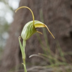 Diplodium laxum at Hackett, ACT - suppressed