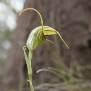 Diplodium laxum at Hackett, ACT - suppressed