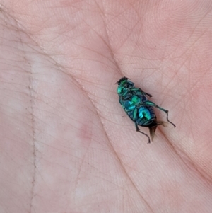 Diphucephala elegans at Cotter River, ACT - 23 Dec 2019 03:53 PM