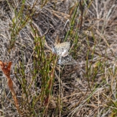 Neolucia hobartensis at Cotter River, ACT - 23 Dec 2019