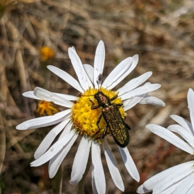 Eleale aspera (Clerid beetle) at Bimberi Nature Reserve - 23 Dec 2019 by MattM