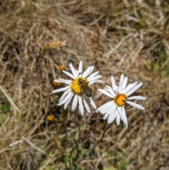 Eleale aspera at Cotter River, ACT - 23 Dec 2019 01:38 PM