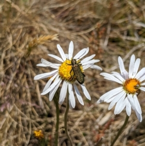 Eleale aspera at Cotter River, ACT - 23 Dec 2019 01:38 PM