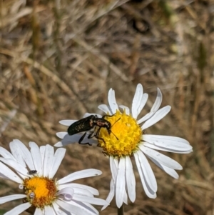 Eleale aspera at Cotter River, ACT - 23 Dec 2019 01:38 PM