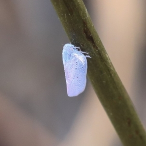 Dworena hyacintha at Acton, ACT - 9 Dec 2019 12:49 PM