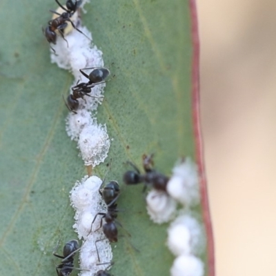 Glycaspis sp. (genus) (Unidentified sugary lerp) at Scullin, ACT - 8 Dec 2019 by AlisonMilton