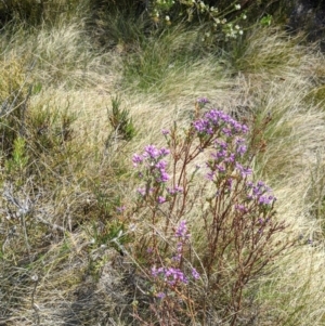 Comesperma retusum at Cotter River, ACT - 23 Dec 2019 03:03 PM