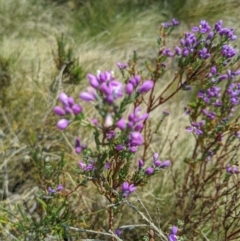 Comesperma retusum at Cotter River, ACT - 23 Dec 2019 03:03 PM