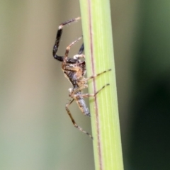 Helpis minitabunda (Threatening jumping spider) at Sullivans Creek, Acton - 11 Dec 2019 by AlisonMilton