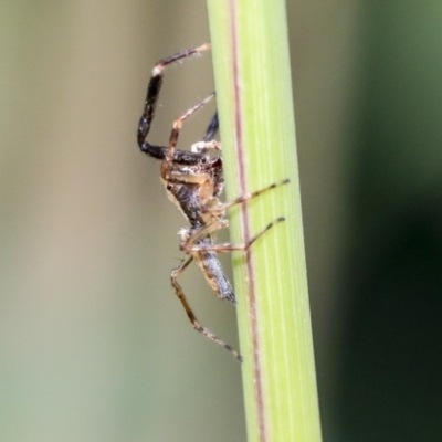 Helpis minitabunda (Threatening jumping spider) at Sullivans Creek, Acton - 11 Dec 2019 by AlisonMilton